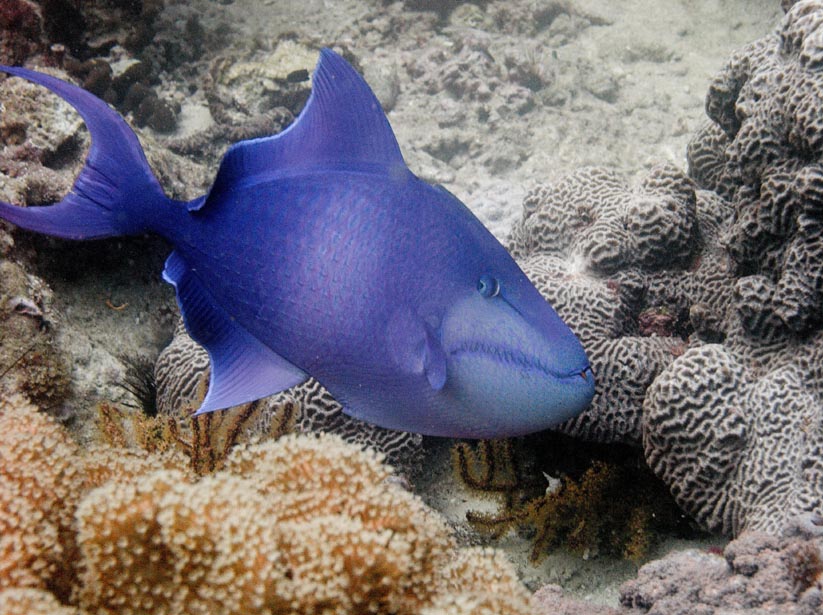 red toothed trigger fish