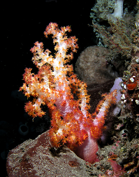 Red Tree Coral