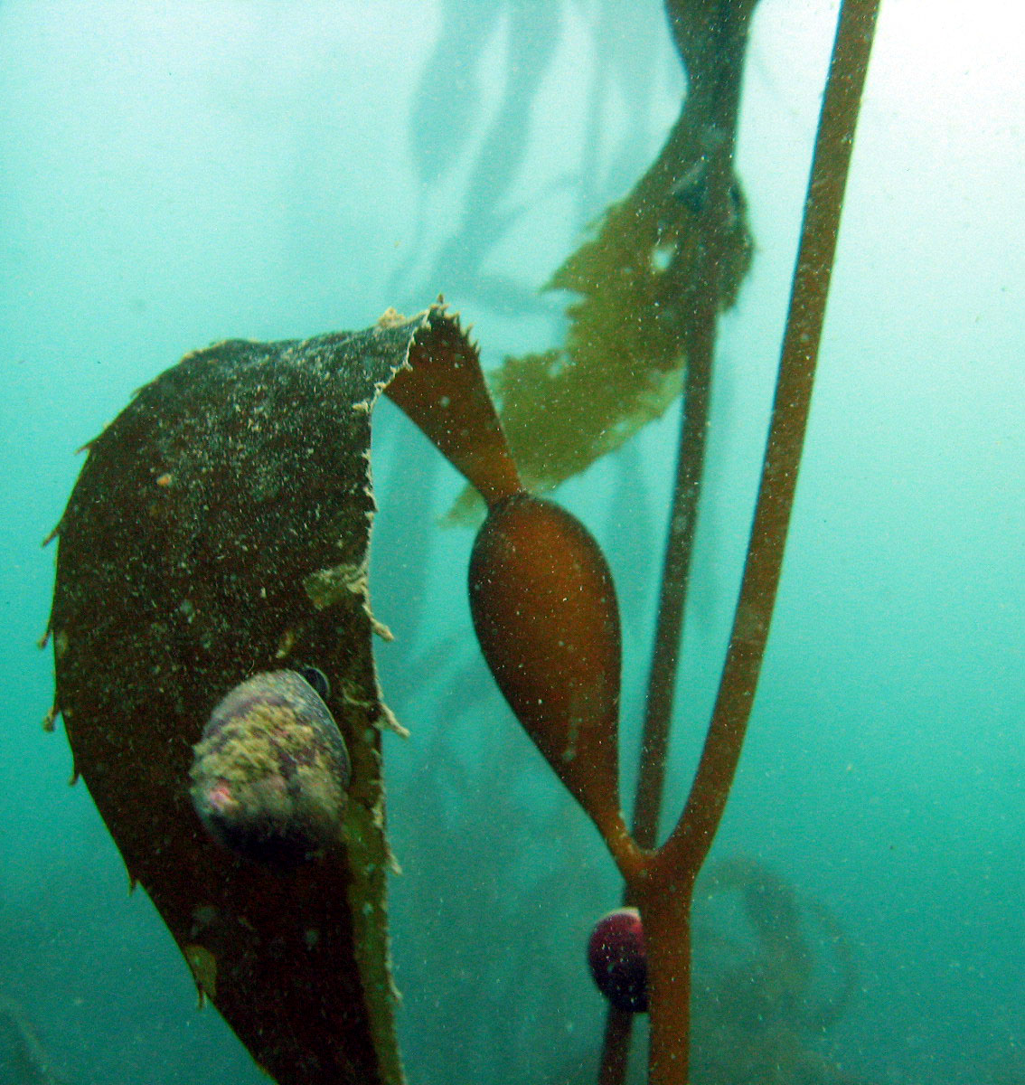 Red Turban snail (?) on Kelp