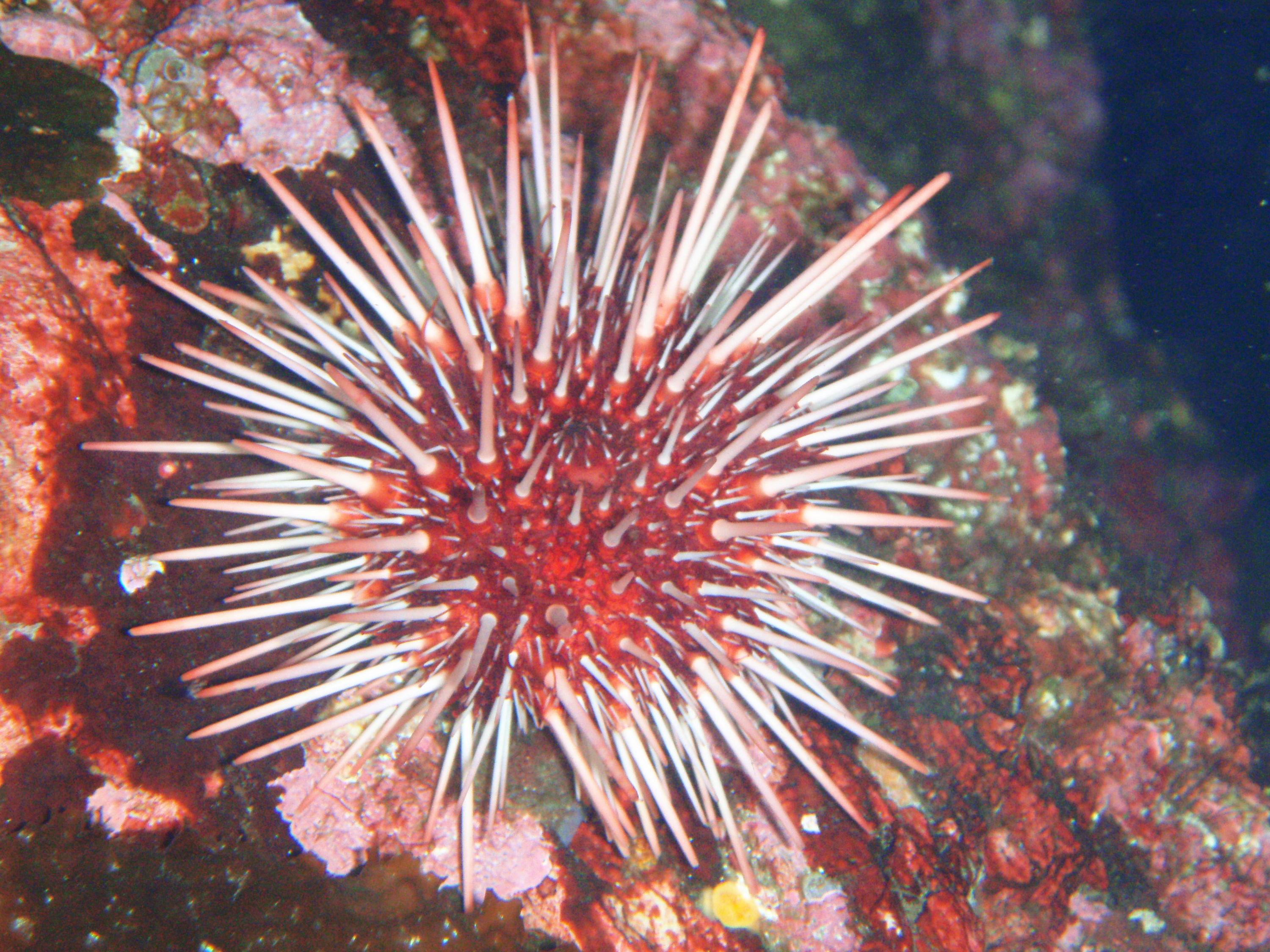 Red Urchin
