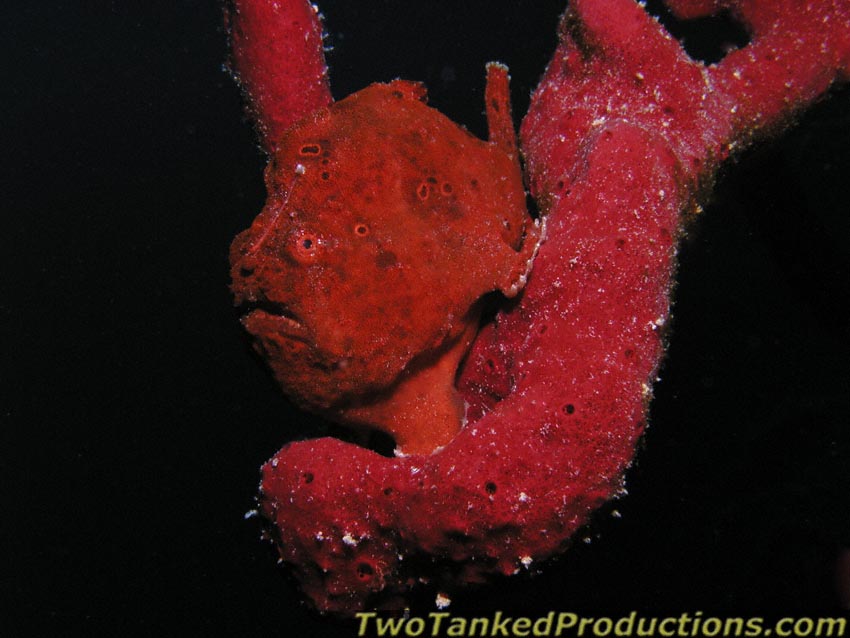 Red_Frog_Fish_Belize_2003