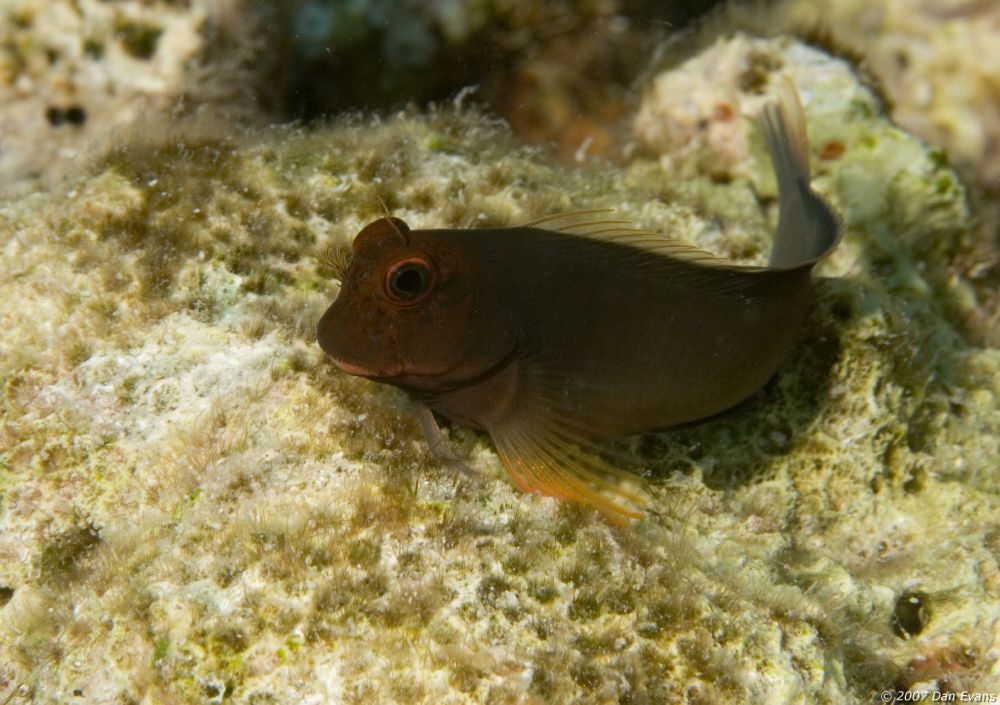 red_lipped_blenny