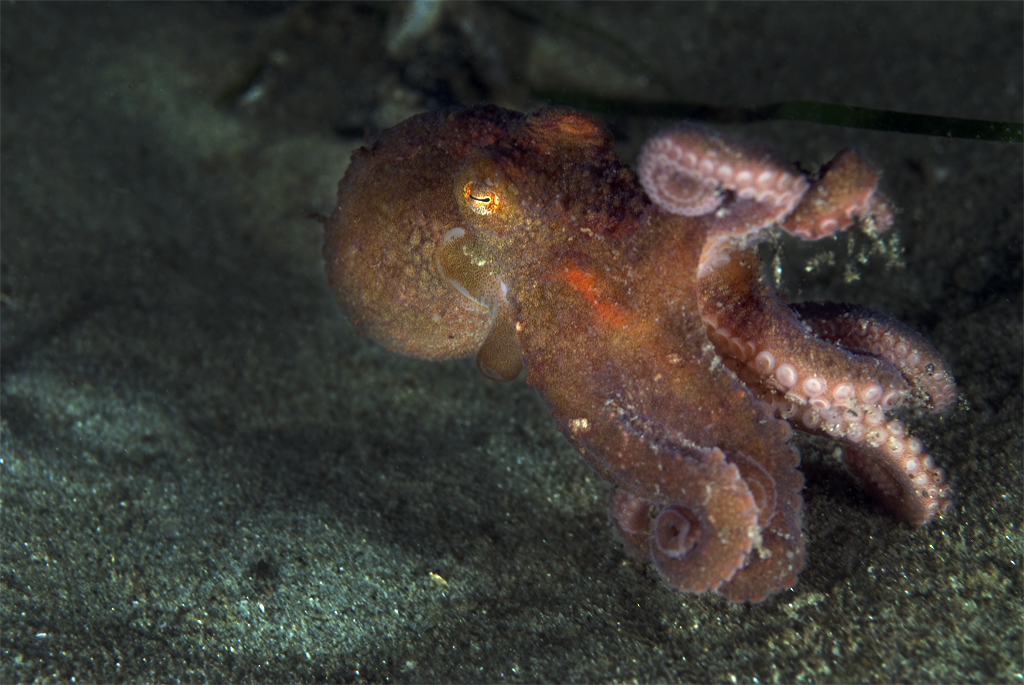 Red_Octopus_Monterey_2007_012