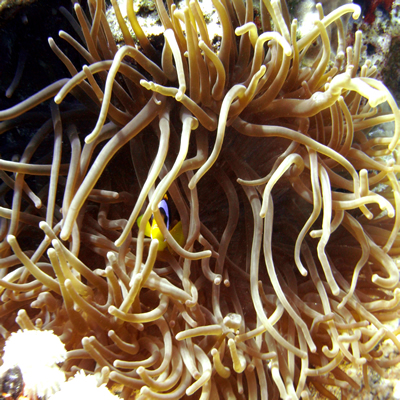 Red_sea_anenome_fish_and_bubble_anenome