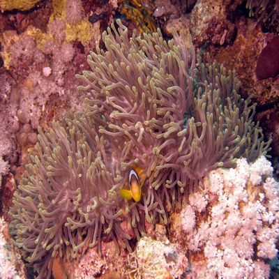 Red_Sea_anenomefish_and_bubble_anenome