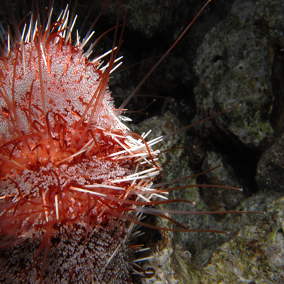 Red_Sea_fire_urchin