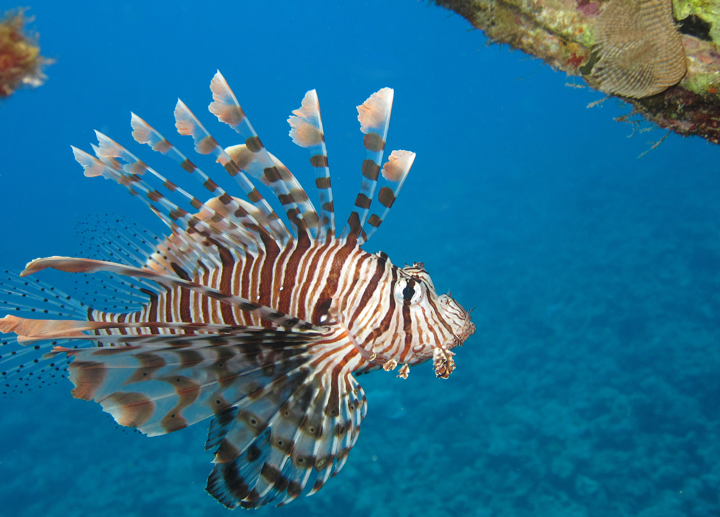 Red_Sea_Livaboard_July_2010_1