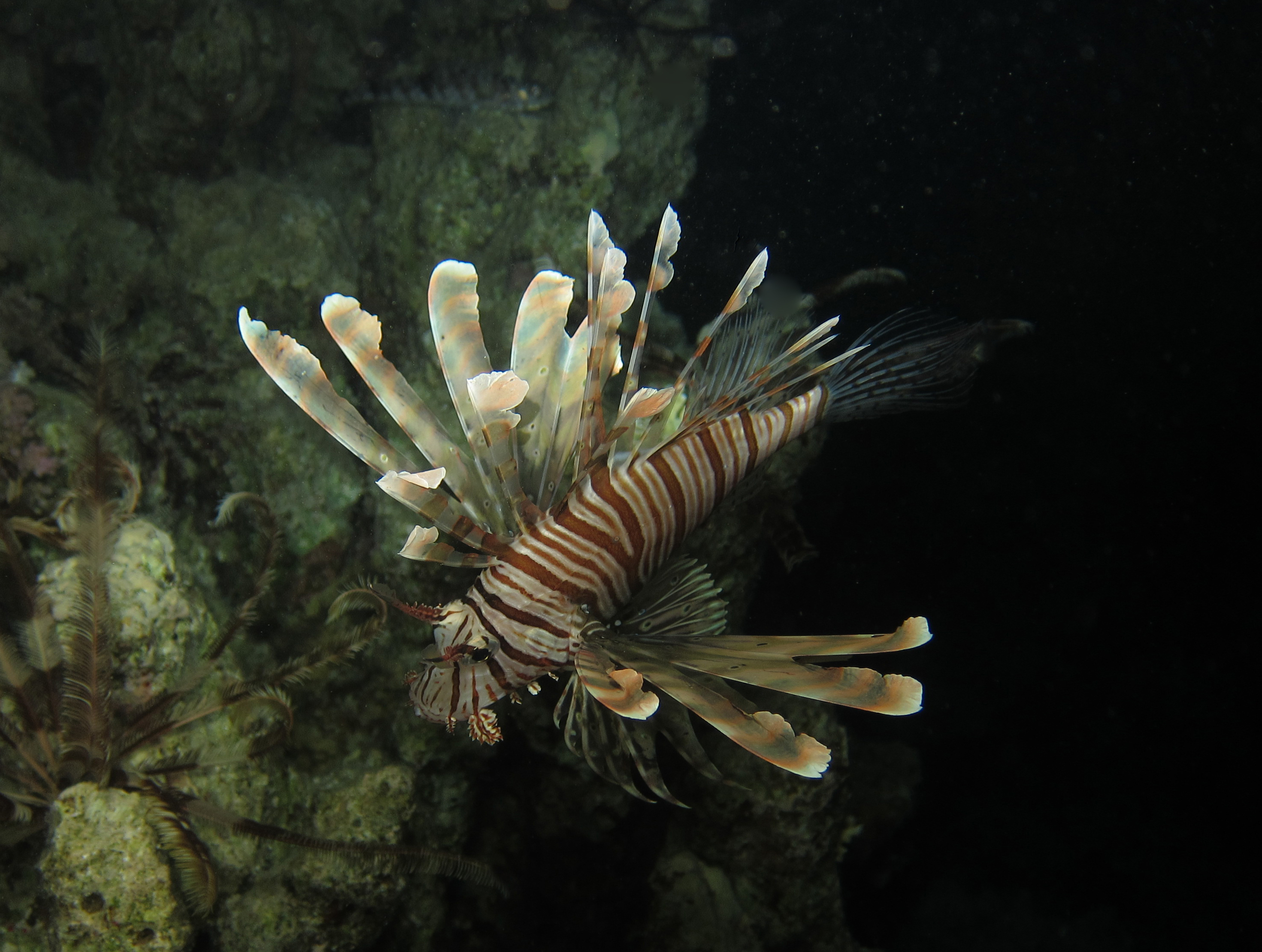 Red_Sea_Livaboard_July_2010_111