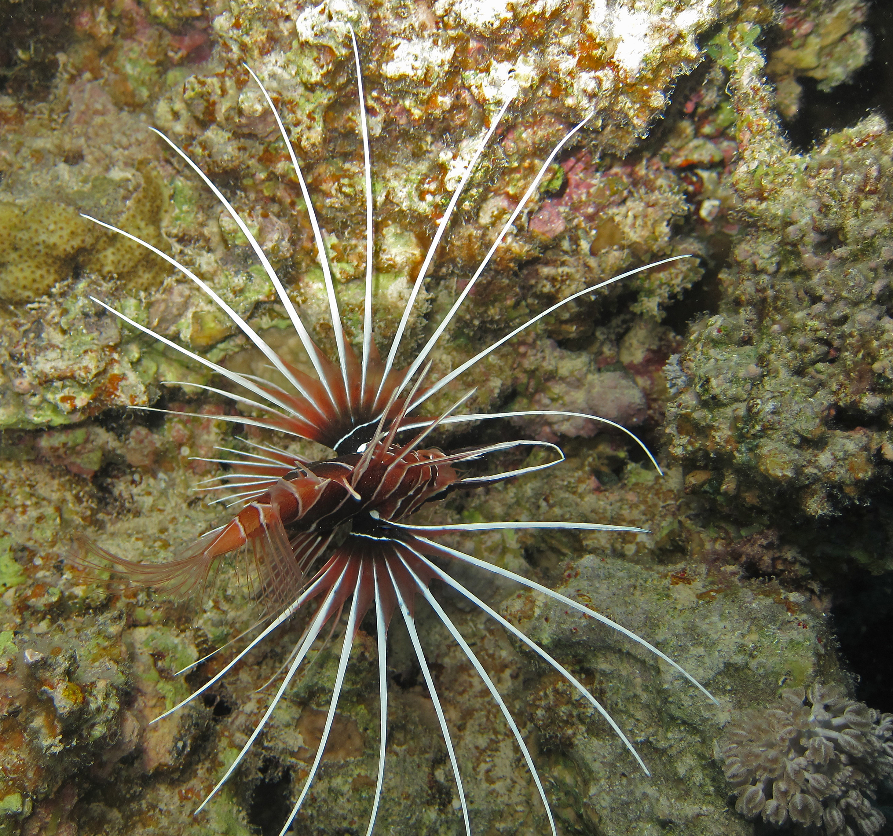 Red_Sea_Livaboard_July_2010_161