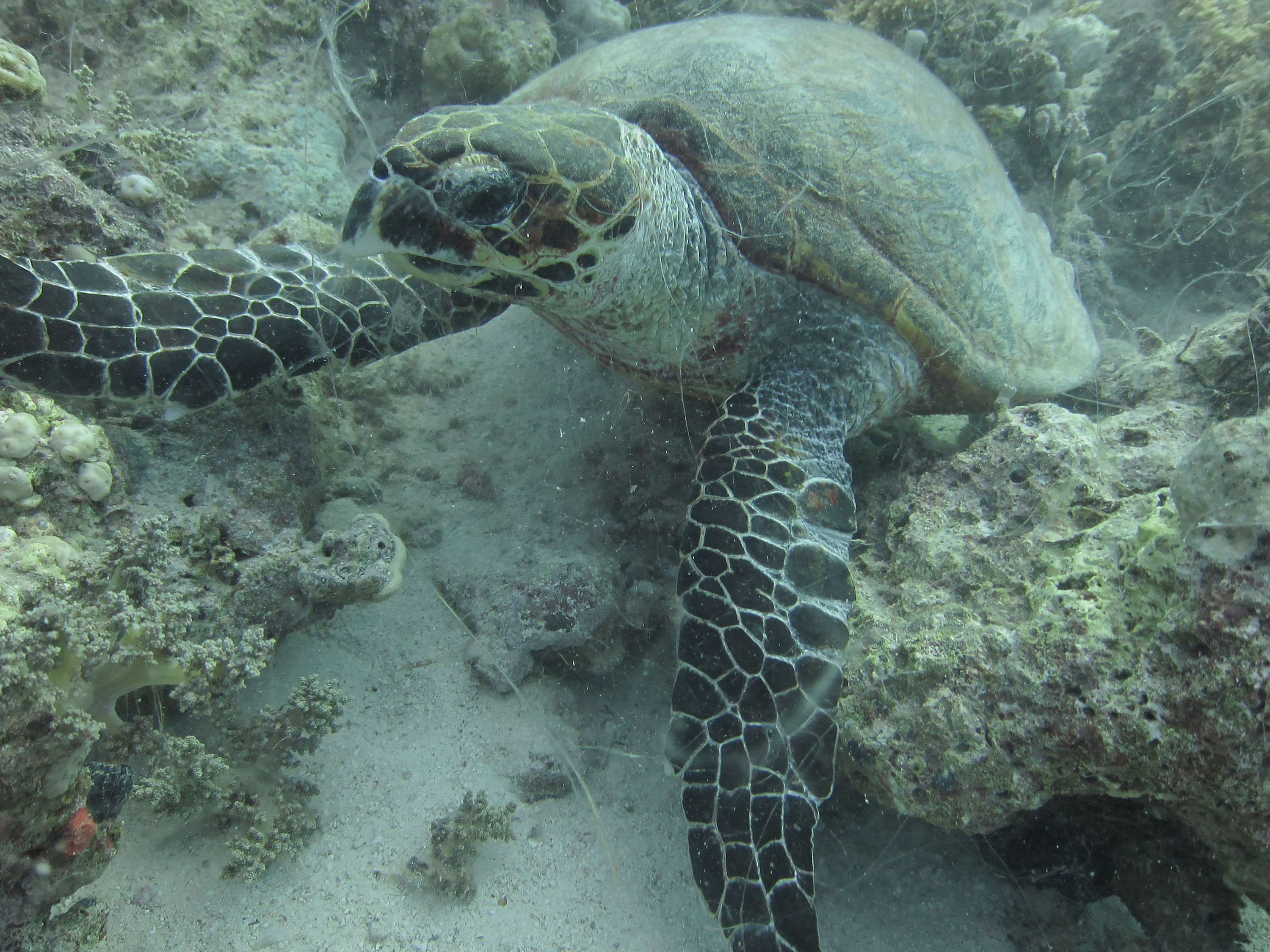 Red_Sea_Livaboard_July_2010_22