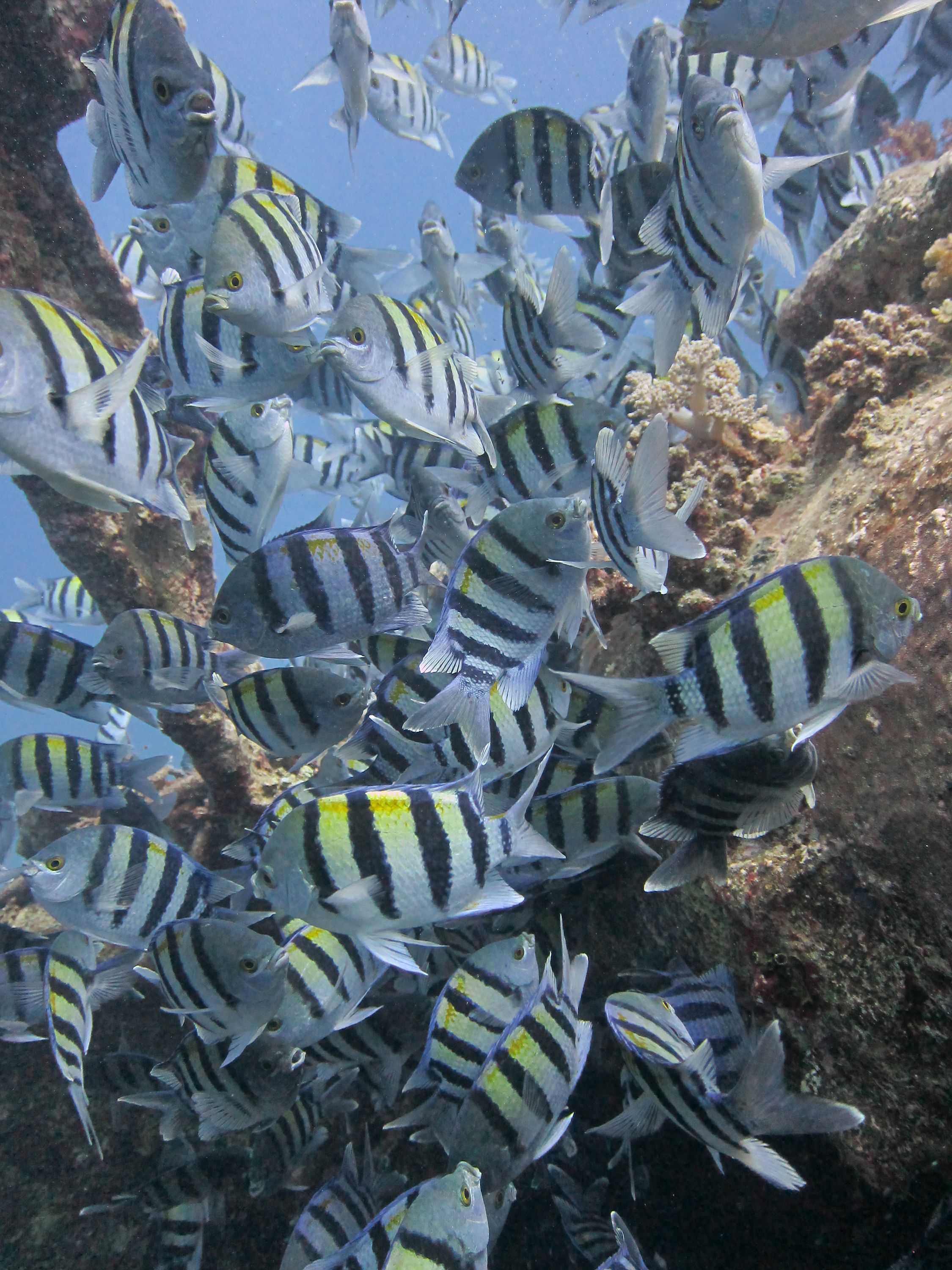 Red_Sea_Livaboard_July_2010_3