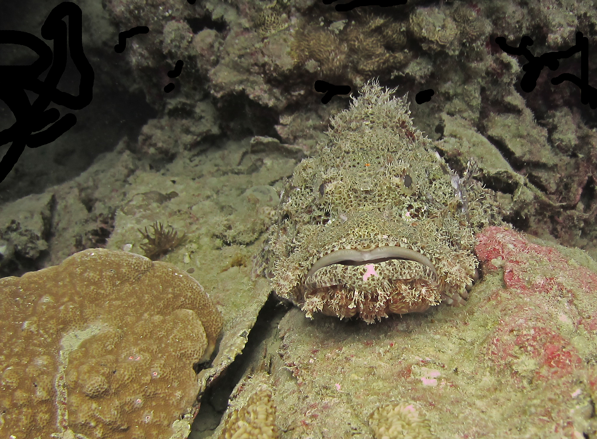 Red_Sea_Livaboard_July_2010_32