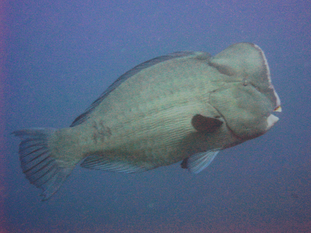 Redang 06 - Bumphead Parrotfish 01