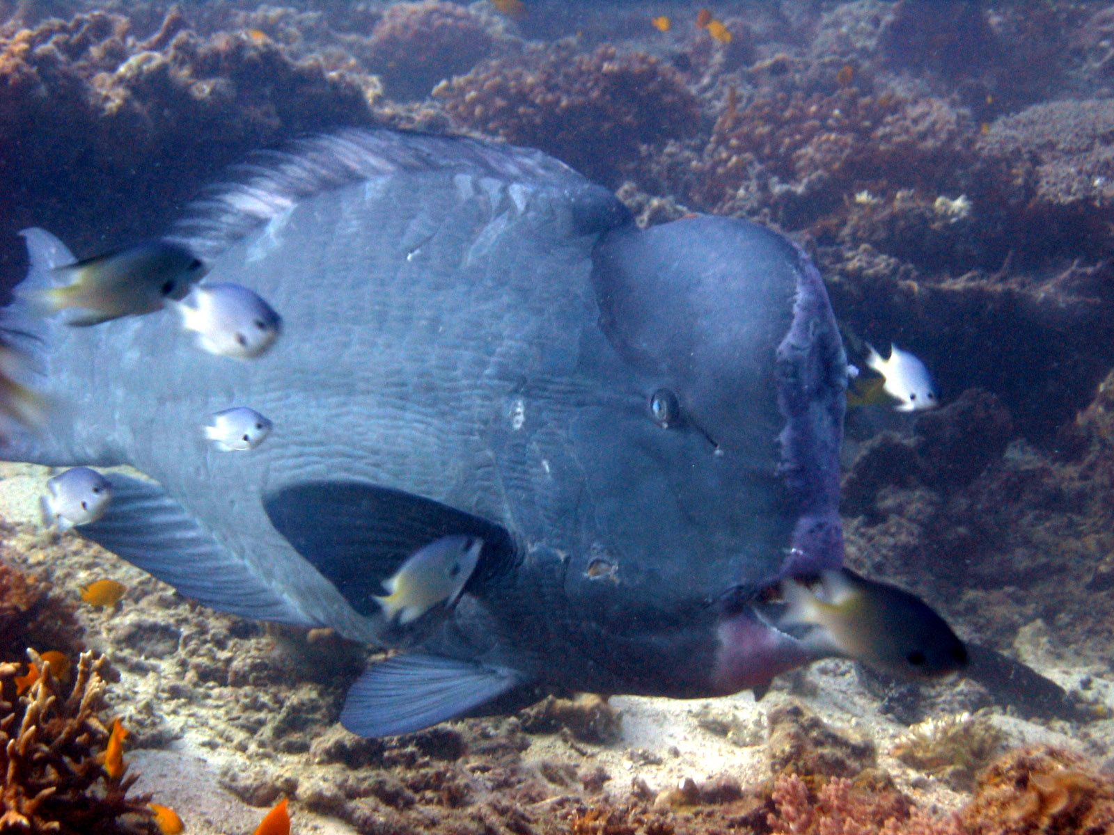 Redang 06 - Bumphead Parrotfish 02