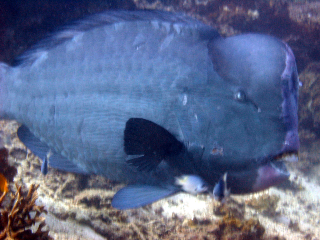 Redang 06 - Bumphead Parrotfish 03