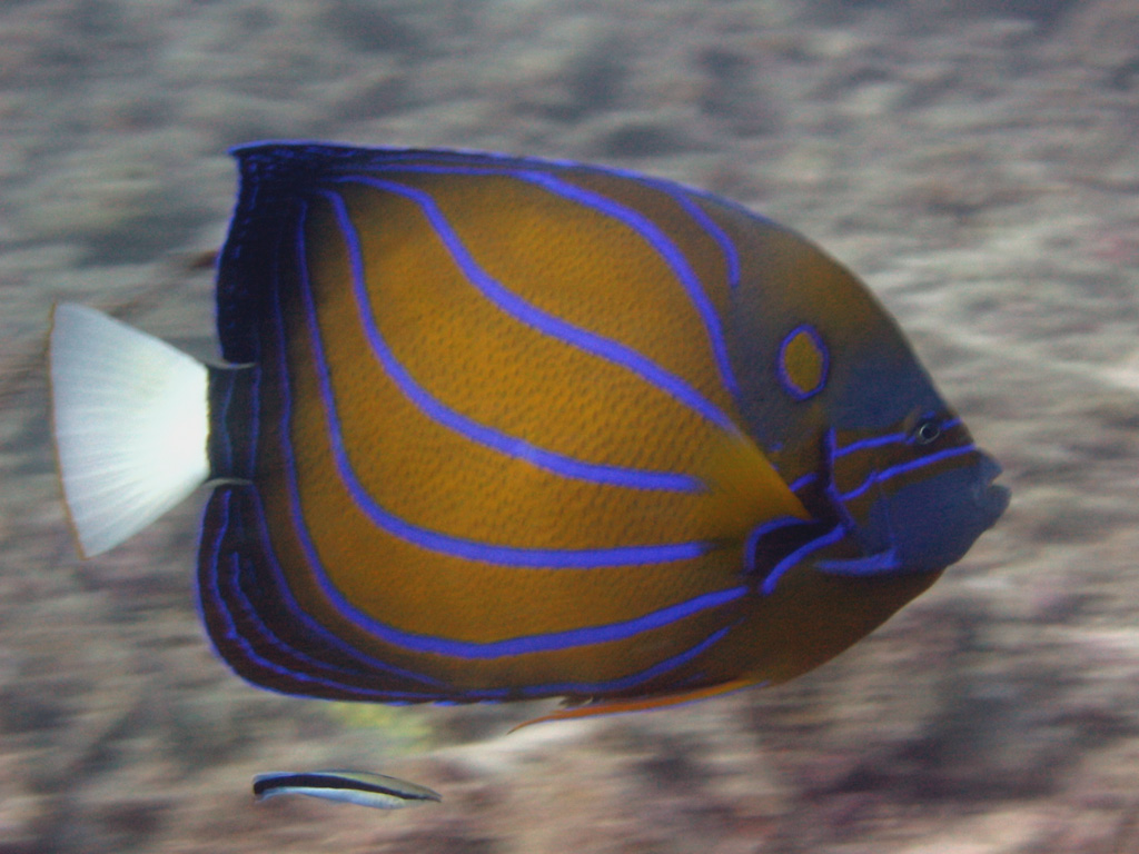 Redang 06 - High speed Angelfish!