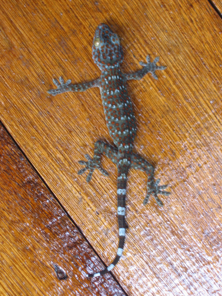 Redang 06 - Lizard Gecko?