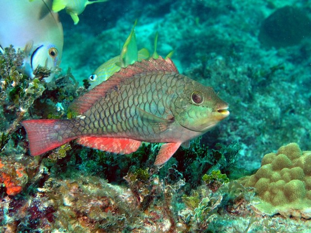 Redband Parrot