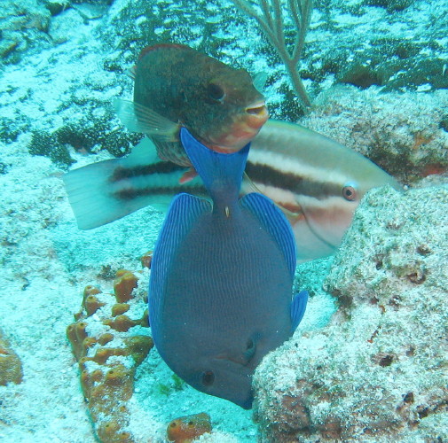 Redband, Stripped Parrotfish and Blue Tang