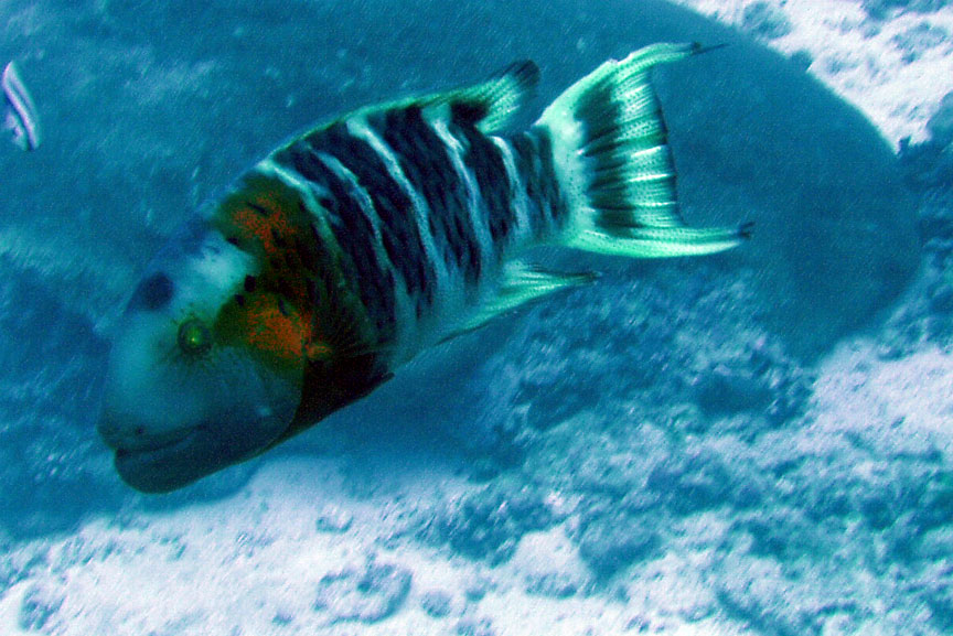 Redbreasted Wrasse