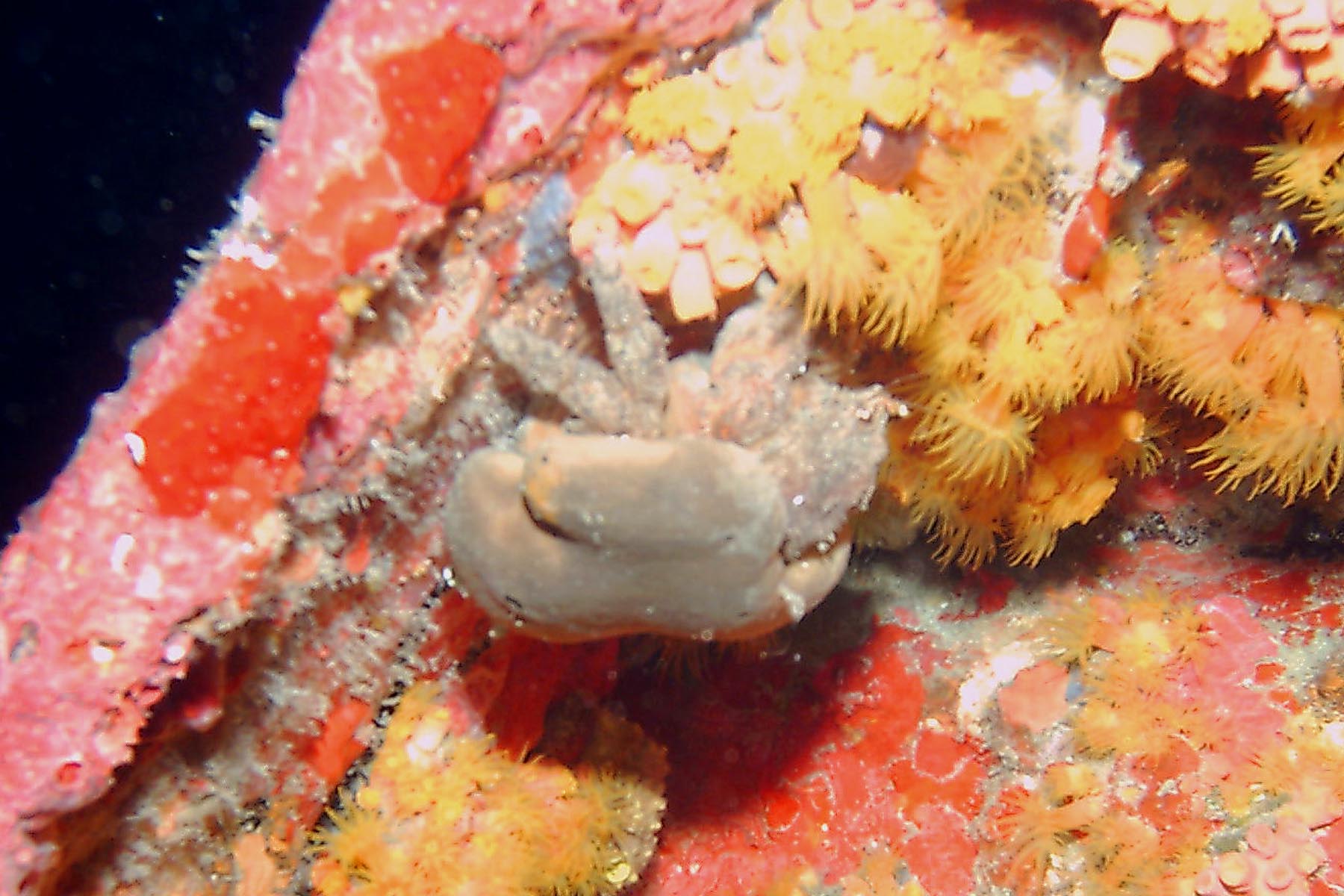 Redeye Sponge Crab with Brown Sponge Cap