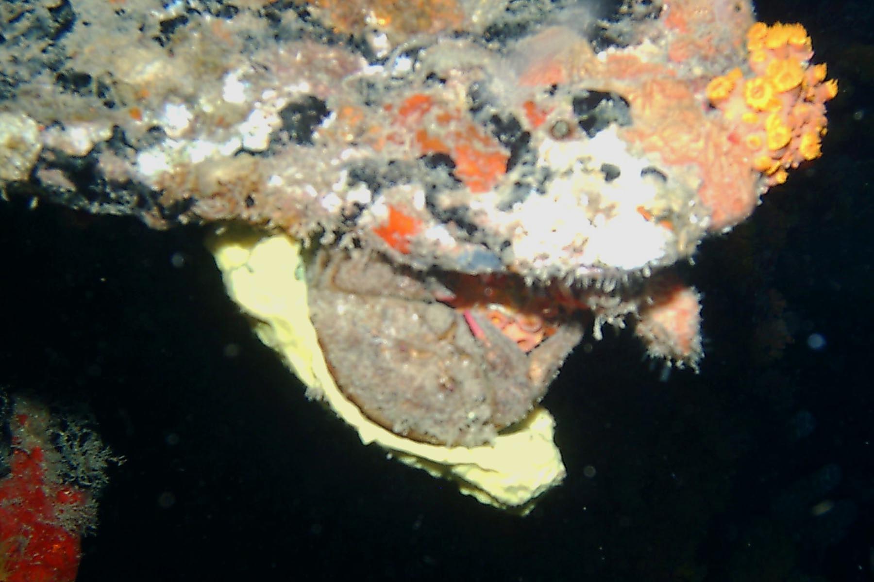 Redeye Sponge Crab with Yellow Sponge Cap