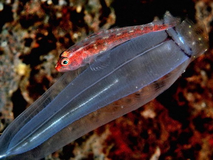 redgoby_pose1_rz_