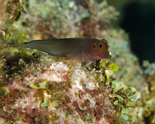 Redlip Blenny