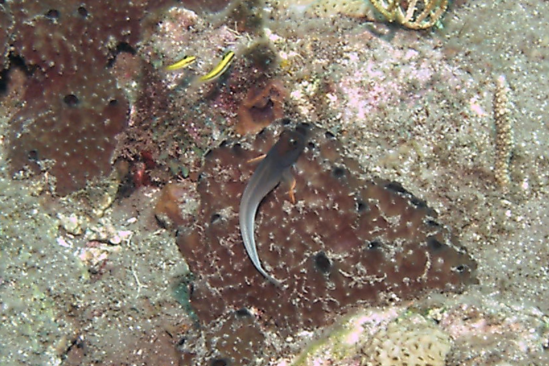 Redlip Blenny