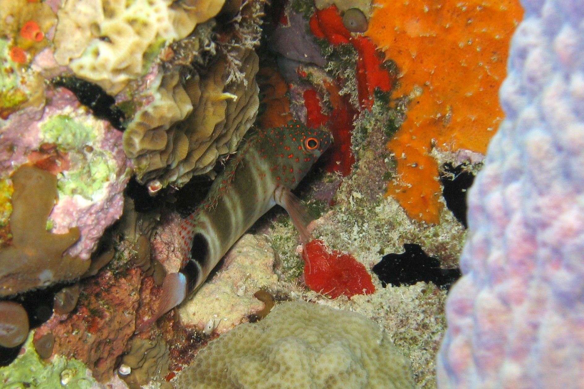 Redspotted Hawkfish