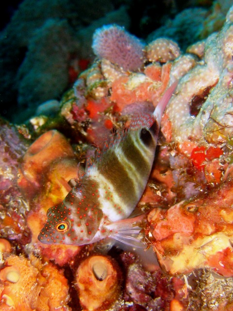 Redspotted Hawkfish