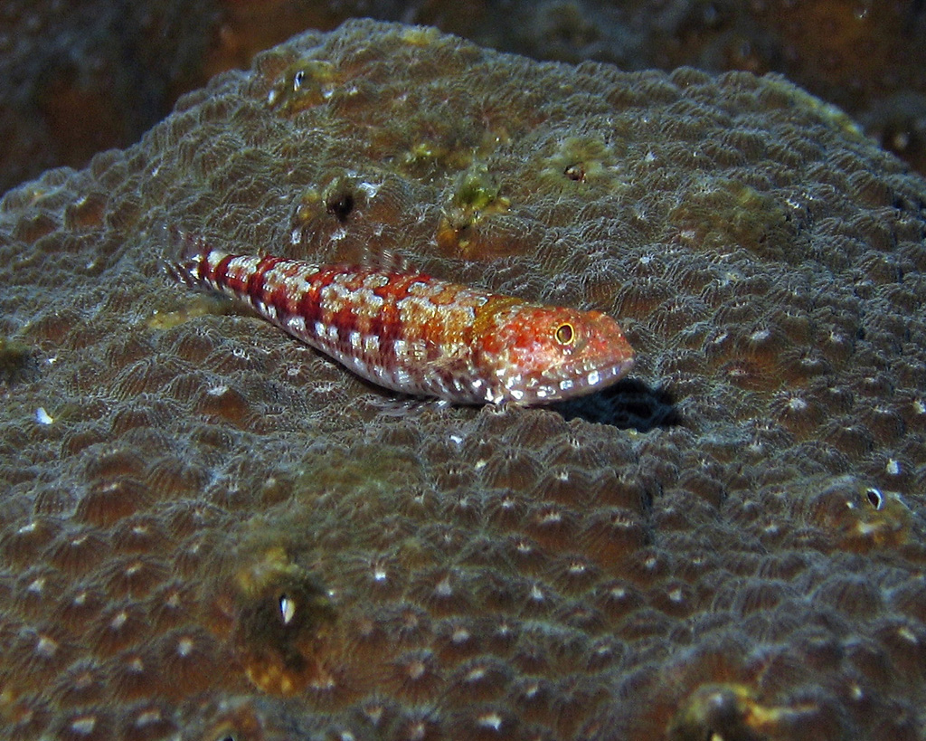 Redstripe Lizardfish