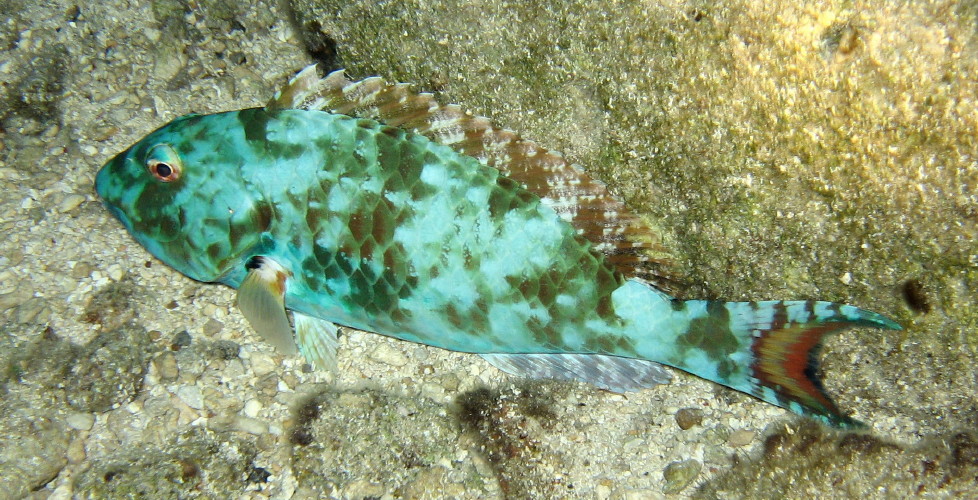 Redtail Parrotfish