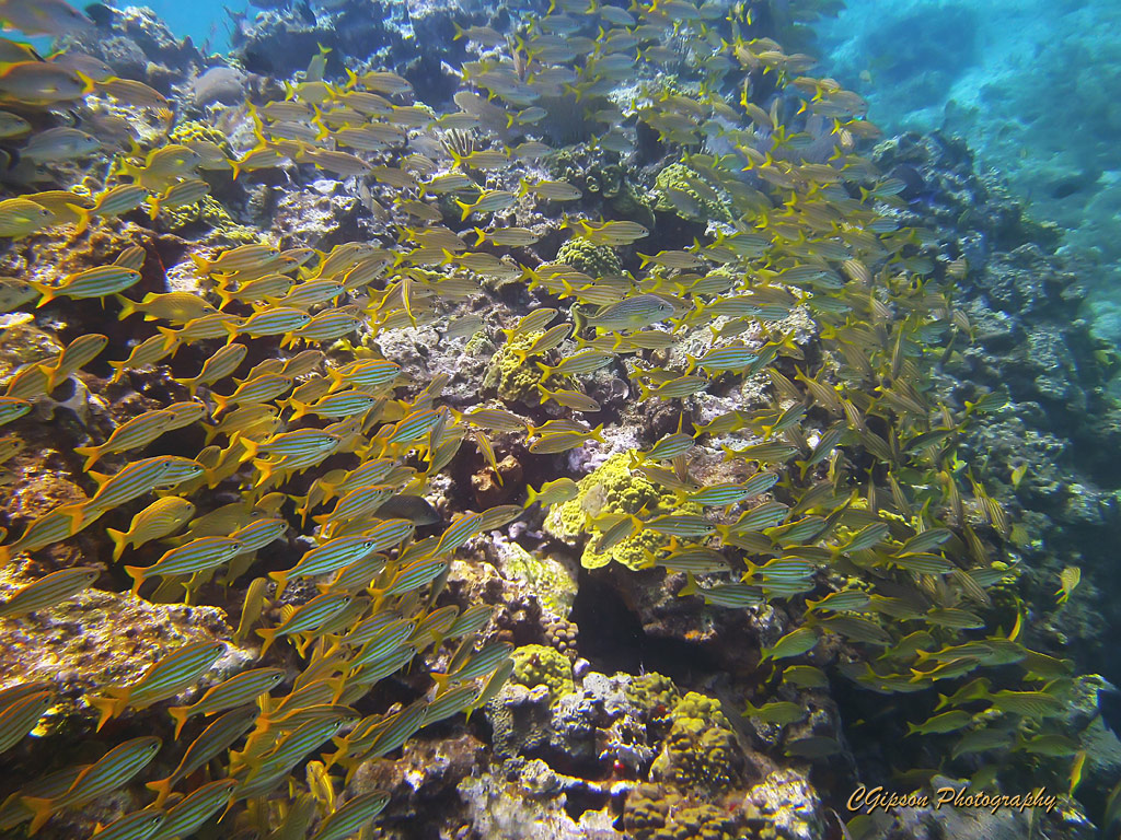 Reef and Fish