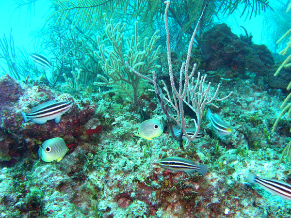 Reef and fish