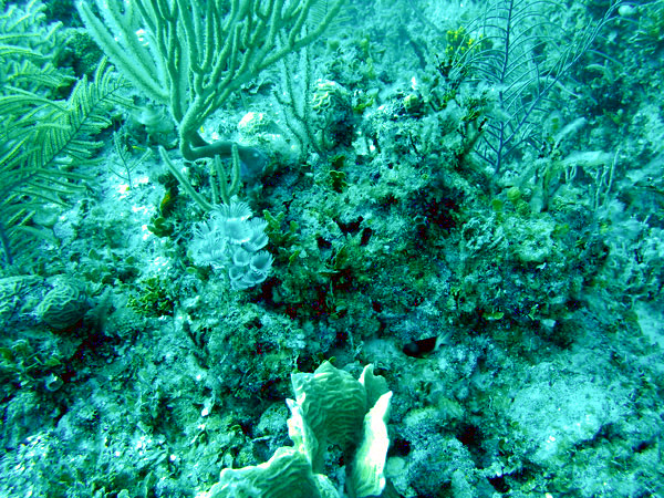 Reef and social feather dusters