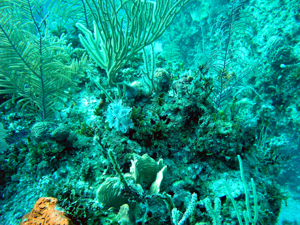 Reef and social feather dusters