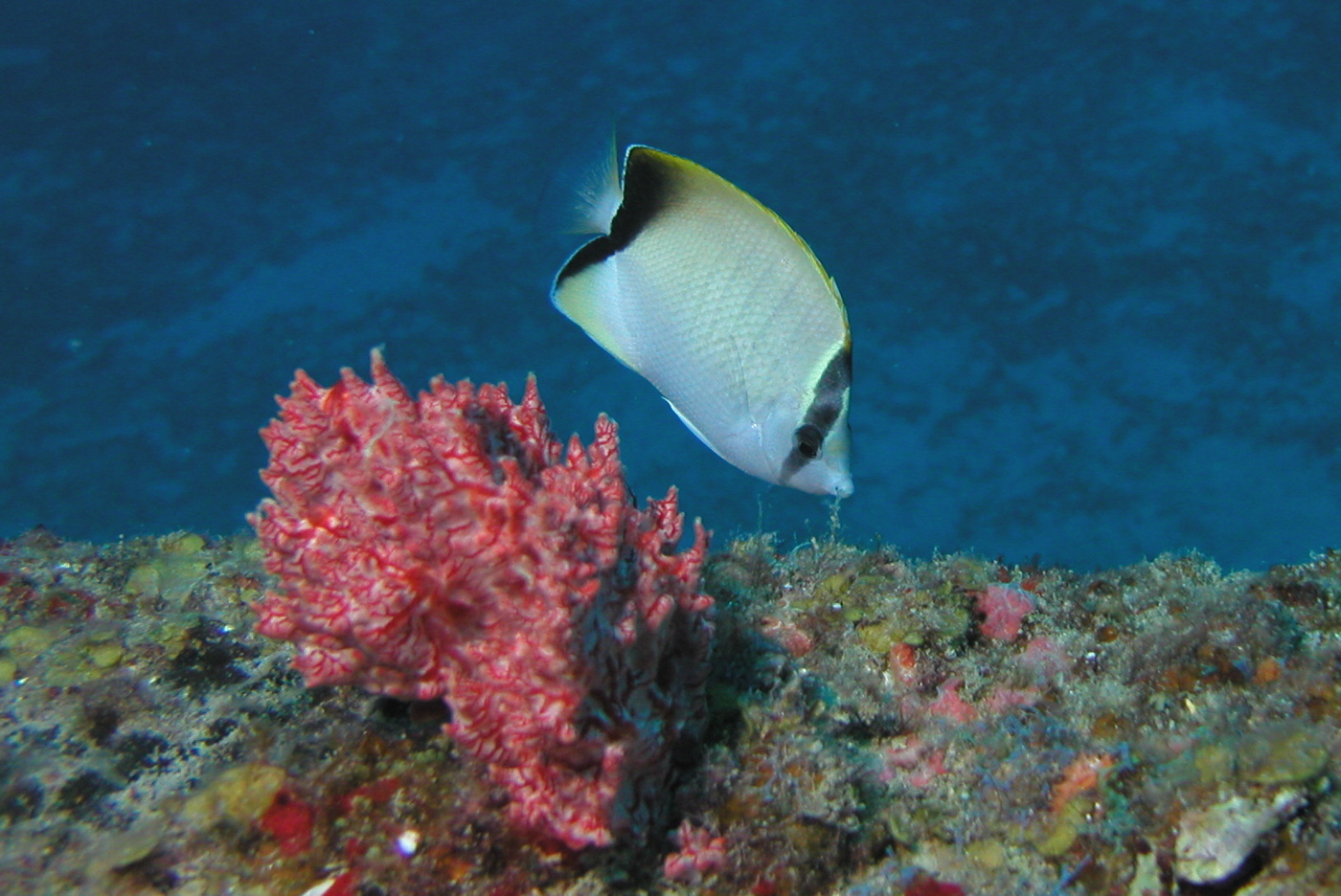 Reef Butterflyfish