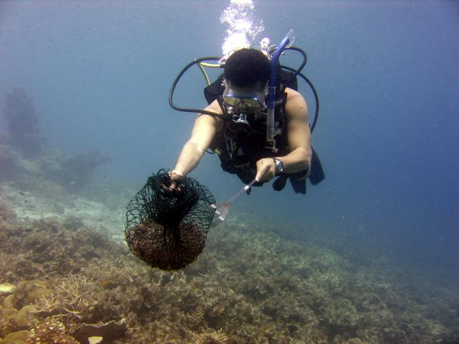 Reef clean-up