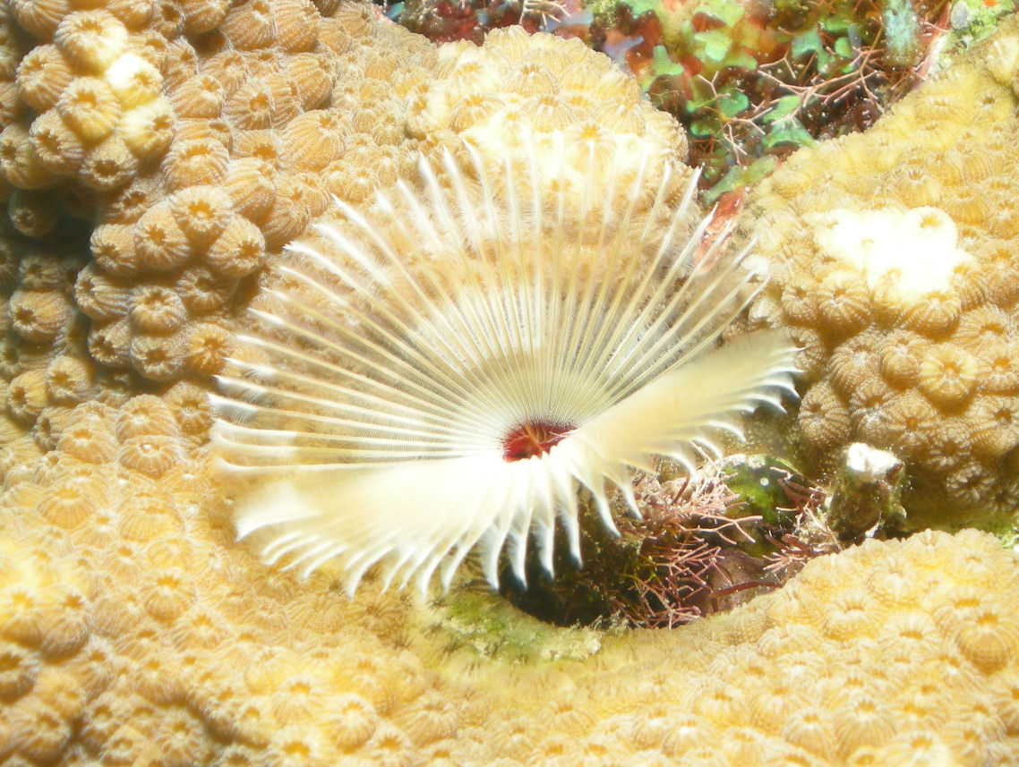 Reef Feather Duster