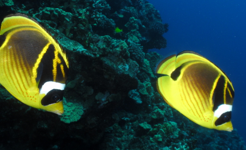 Reef fish