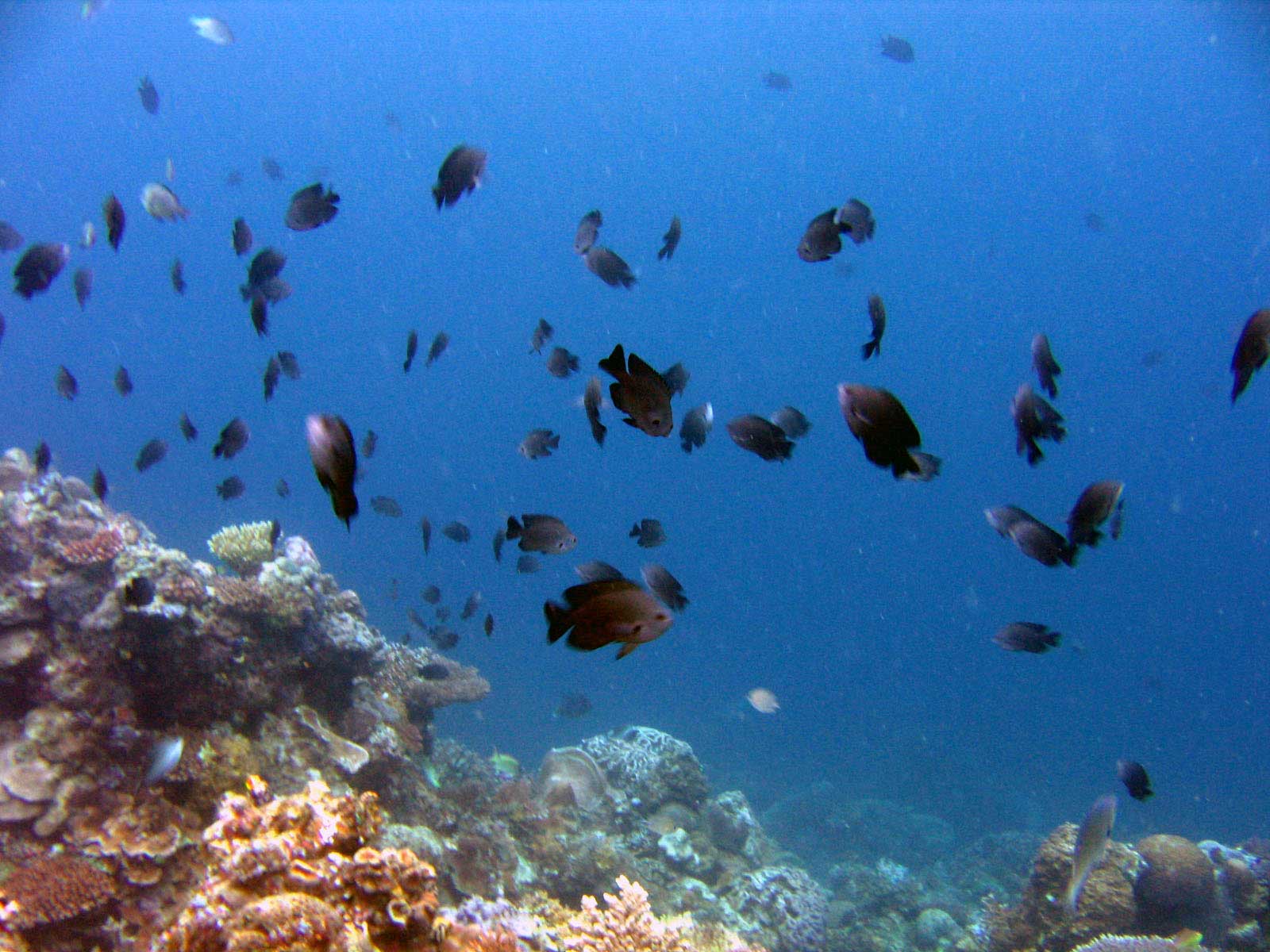 reef-fishes-too