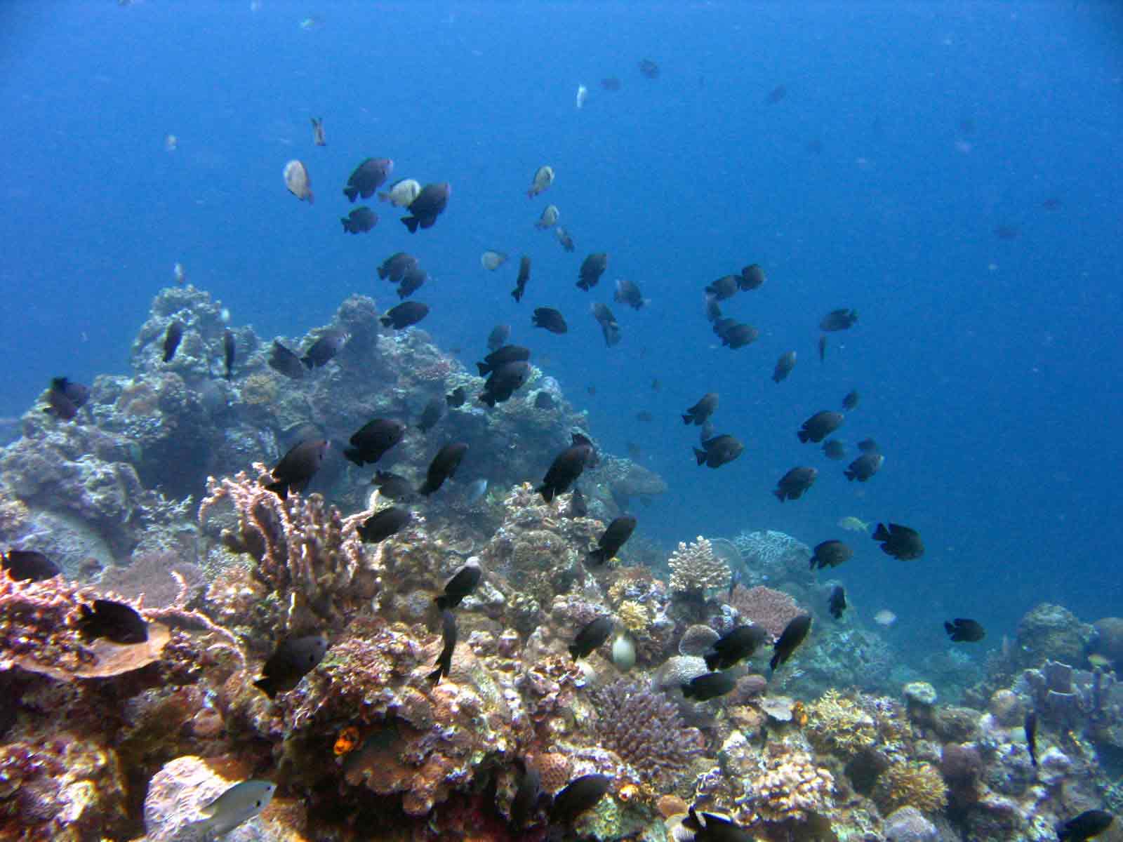 reef-fishes