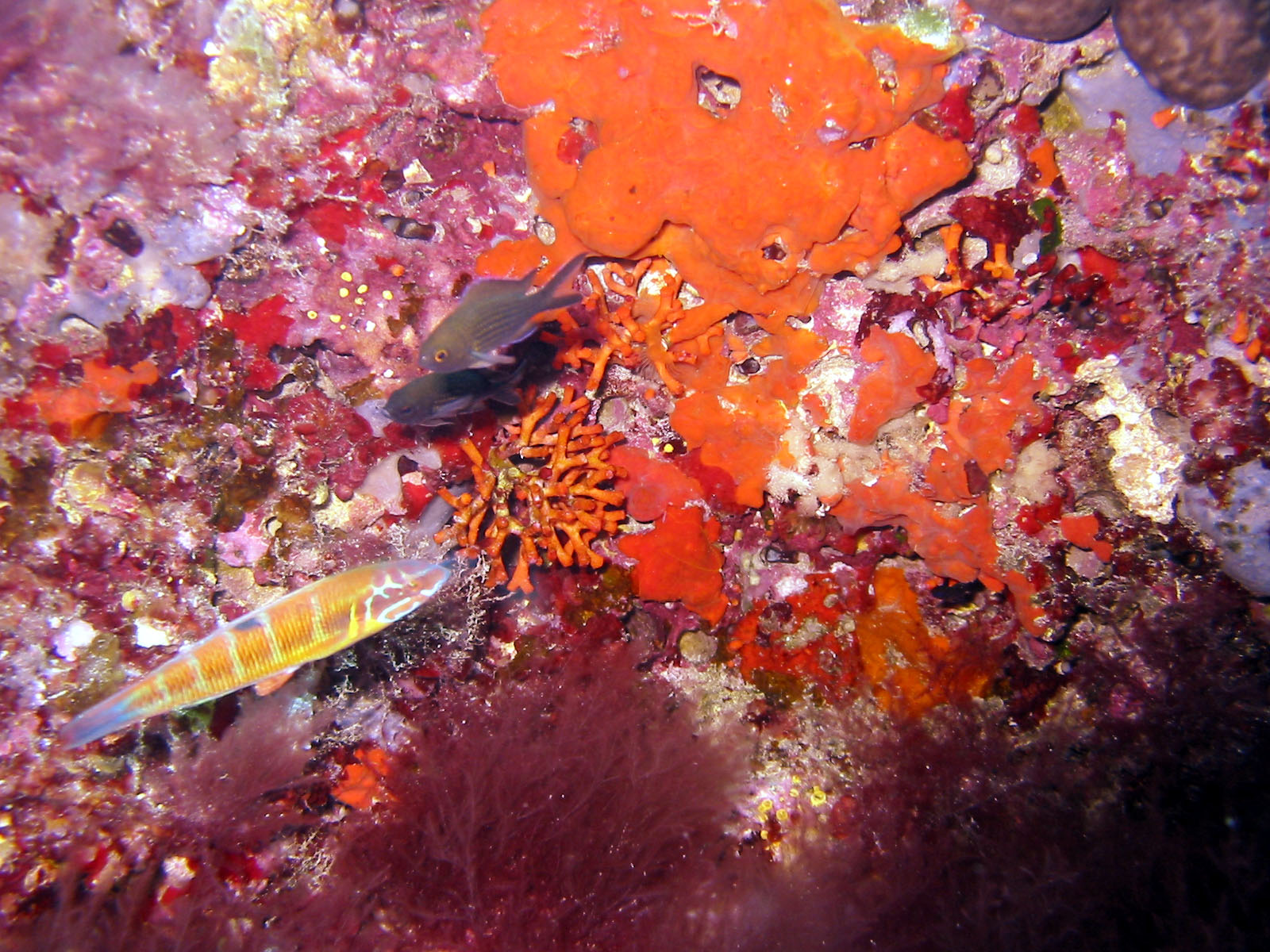 Reef, Formentera, Ibiza