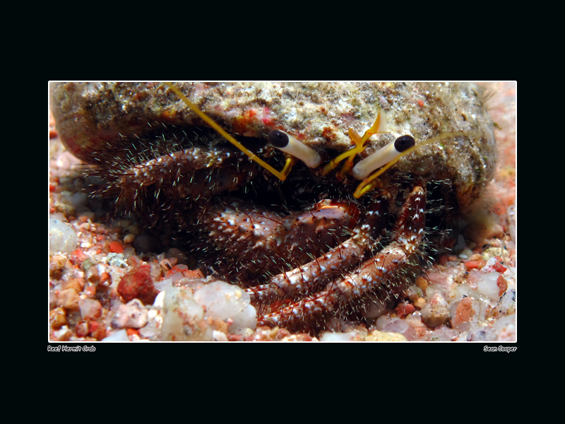 Reef Hermit Crab