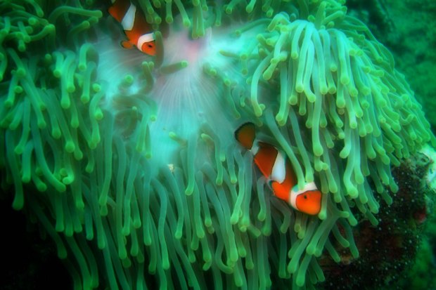 Reef Life in Krabi, Thailand