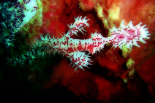 Reef Life in Krabi, Thailand