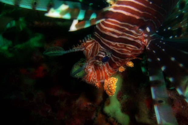 Reef Life in Krabi, Thailand