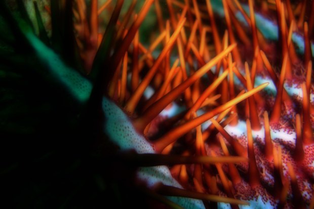 Reef Life in Krabi, Thailand