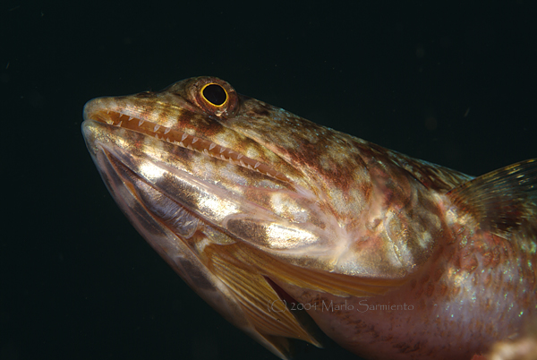 Reef Lizardfish